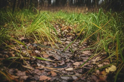 Illustration gins - Image 1