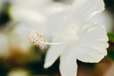 Illustration pistils - Image 1