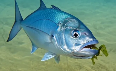 Illustration nipper - Image 1