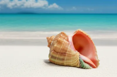 Illustration porcelains - Image 1