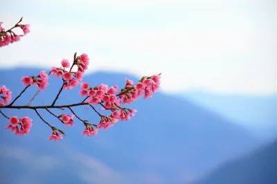 Illustration haiku - Image 1