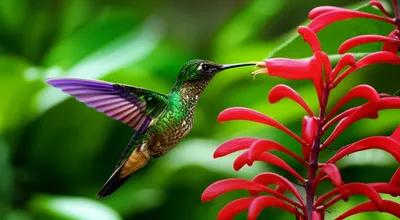 Illustration quiver - Image 1