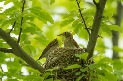 Illustration timbering - Image 1