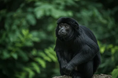 Illustration monks - Image 1