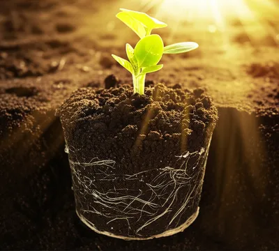 Illustration grown - Image 1