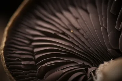 Illustration gill - Image 1