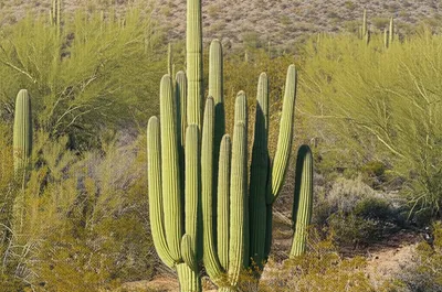 Illustration organs - Image 1