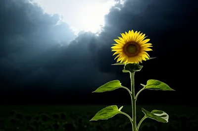 Illustration illuminates - Image 1