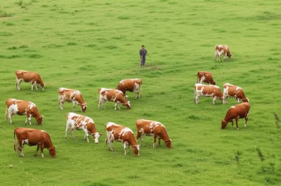 Illustration graze - Image 1