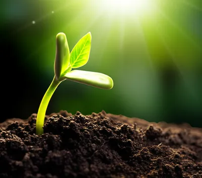 Illustration gins - Image 1