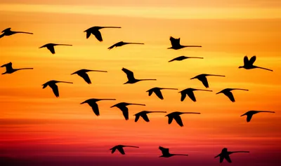 Illustration fleet - Image 1