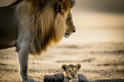 Illustration infanticides - Image 1