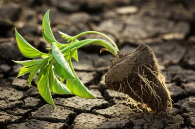 Illustration springing