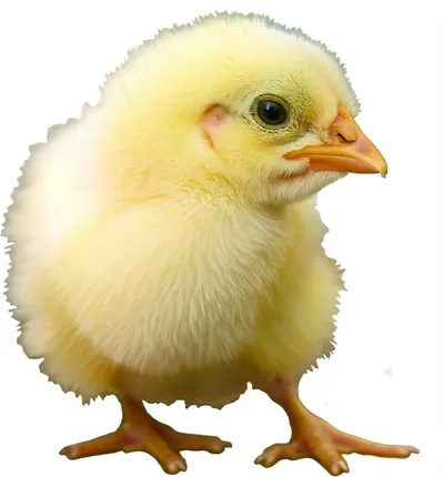 Illustration chick - Image 1