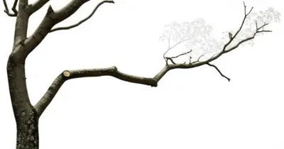 Illustration appendix - Image 1