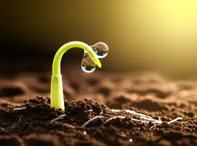 Illustration seminal - Image 1