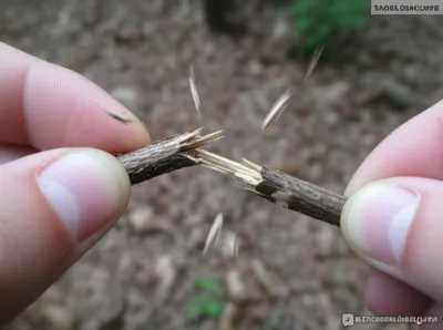 Illustration snap - Image 1