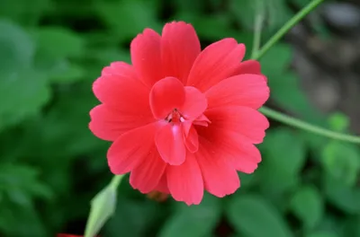 Illustration entire - Image 1