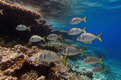 Illustration drums - Image 1