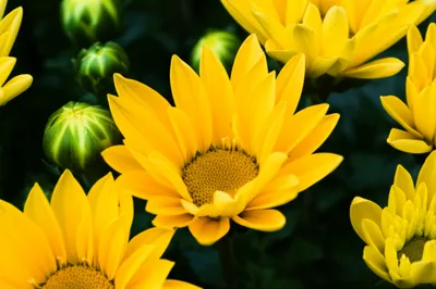 Illustration bloom - Image 1