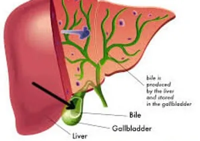 Illustration bile - Image 2