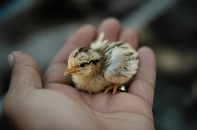 Illustration chits - Image 1