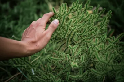 Illustration nettles - Image 1