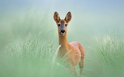 Illustration roes - Image 1