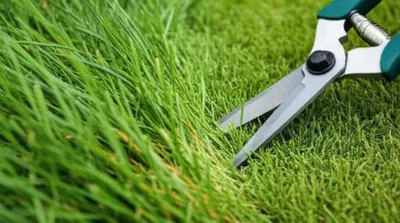 Illustration barb - Image 1