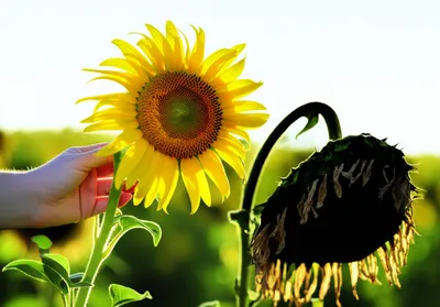 Illustration wilt - Image 1