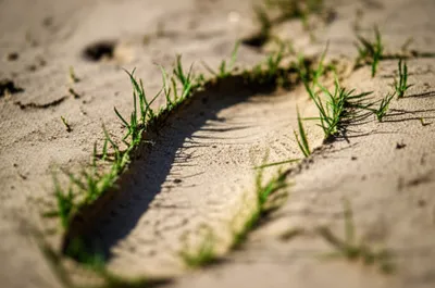 Illustration vestiges