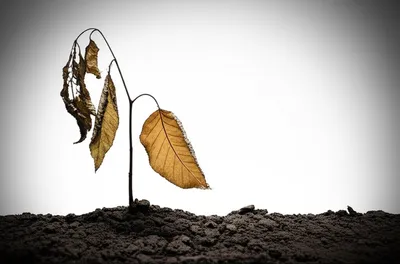 Illustration flag - Image 1