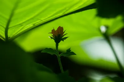 Illustration covering - Image 1