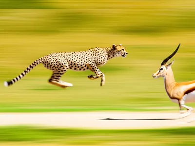 Illustration speed - Image 1