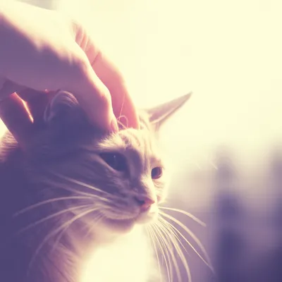 Illustration soothing - Image 1