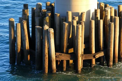 Illustration starlings - Image 1