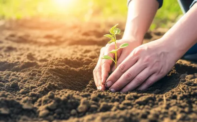 Illustration buries - Image 1