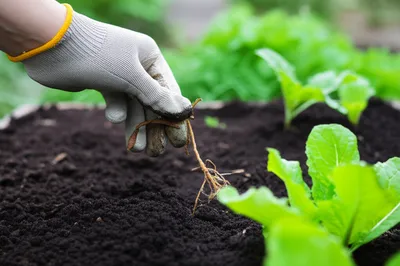 Illustration reap - Image 1