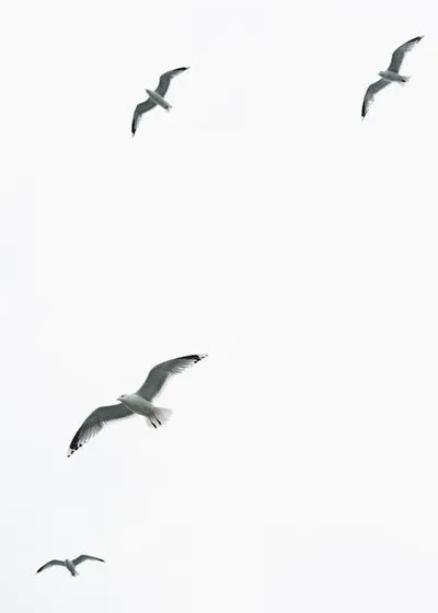 Illustration seagulls - Image 2