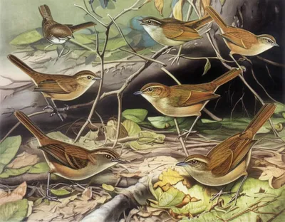Illustration ovenbird