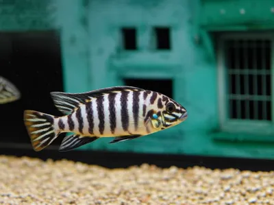 Illustration convicts - Image 1