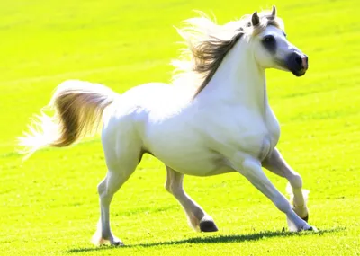 Illustration breezing - Image 1