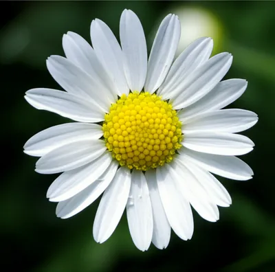 Illustration daisies - Image 1