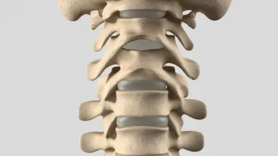 Illustration cervical - Image 1