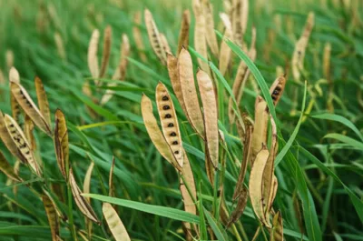 Illustration rattlebox - Image 1