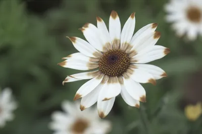 Illustration taint - Image 1