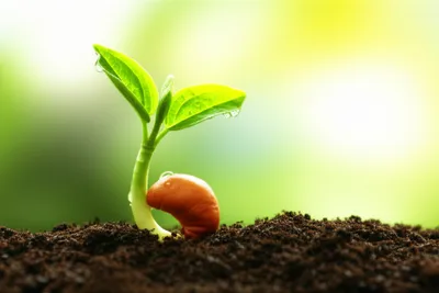 Illustration spring - Image 1