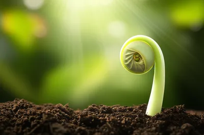 Illustration dawn - Image 1