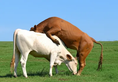 Illustration leap - Image 1