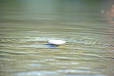 Illustration palest - Image 2